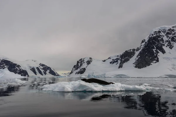 Phoque Léopard Sur Glace — Photo