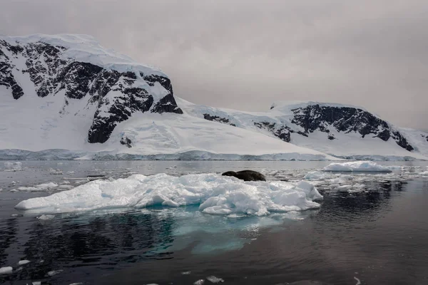 Phoque Léopard Sur Glace — Photo