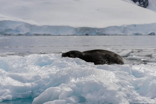 Sello Leopardo Sobre Hielo — Foto de Stock