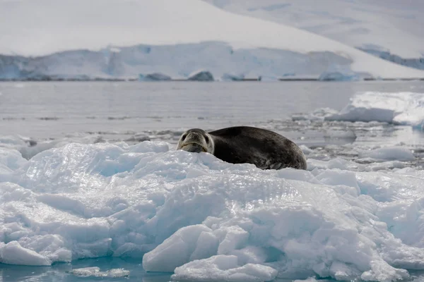 Sello Leopardo Sobre Hielo — Foto de Stock