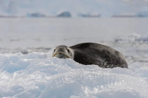 Leopard Seal Ice — Stock Photo, Image