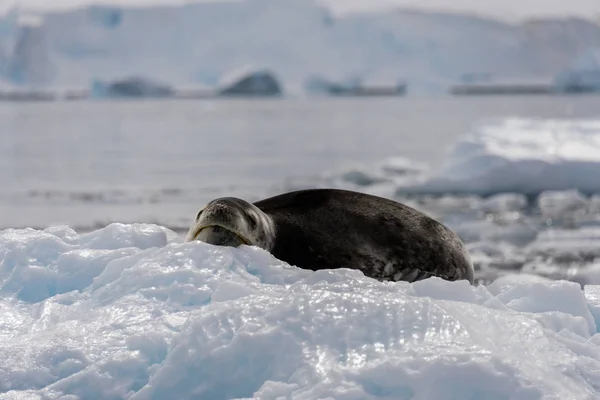 Phoque Léopard Sur Glace — Photo