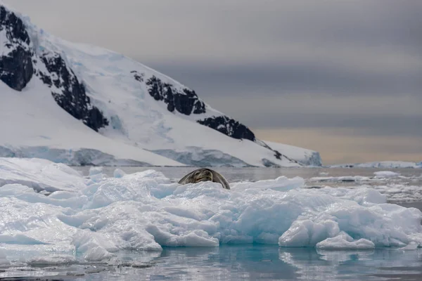 Selo Leopardo Gelo — Fotografia de Stock