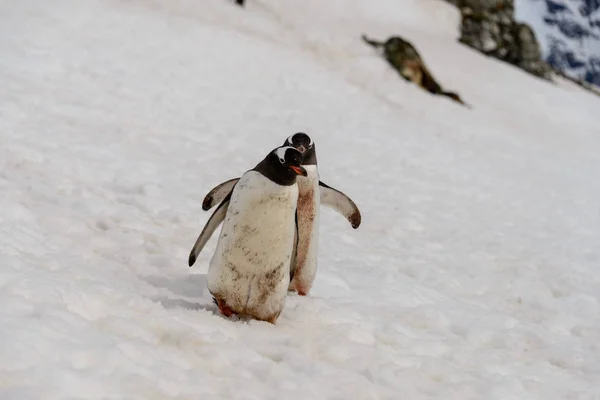 Due Pinguini Gentoo Sulla Neve — Foto Stock