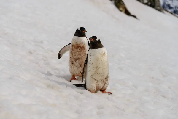 Twee Gentoo Pinguïns Sneeuw — Stockfoto