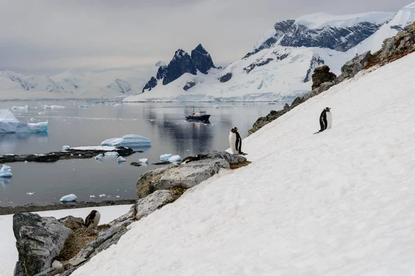 Antarctic Seascape Reflection — Stock Photo, Image