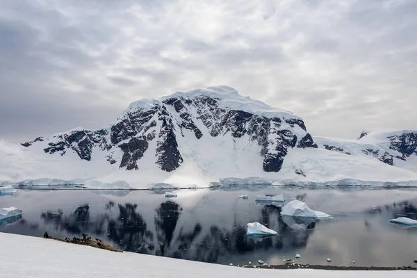 Marina Antártica Com Reflexão — Fotografia de Stock