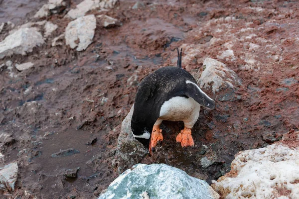 Pinguim Gentoo Chão — Fotografia de Stock