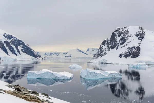 Paisaje Antártico Con Icebergs Reflexión —  Fotos de Stock