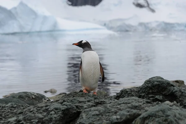 Gentoo Pingouin Sur Roche — Photo