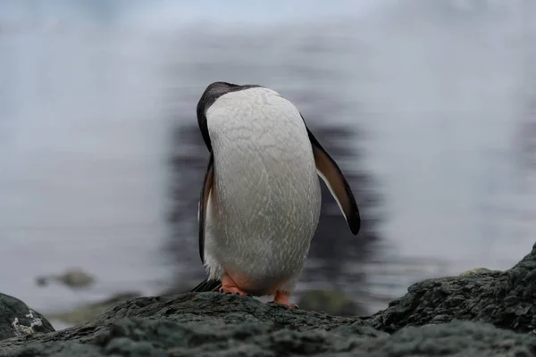 Gentoo Penguin Scratching Nature — Stock Photo, Image