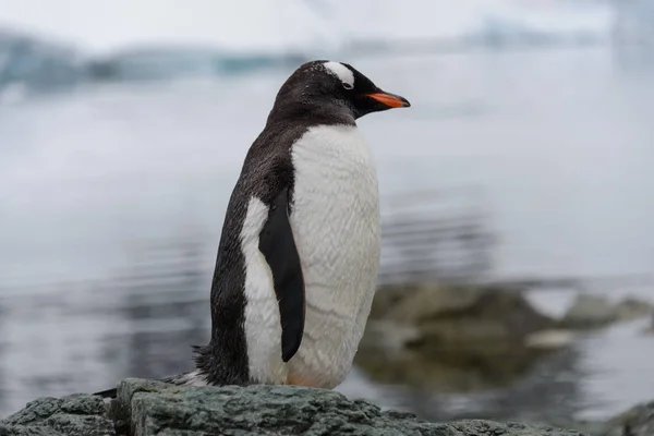 Gentoo Pinguin Auf Felsen — Stockfoto