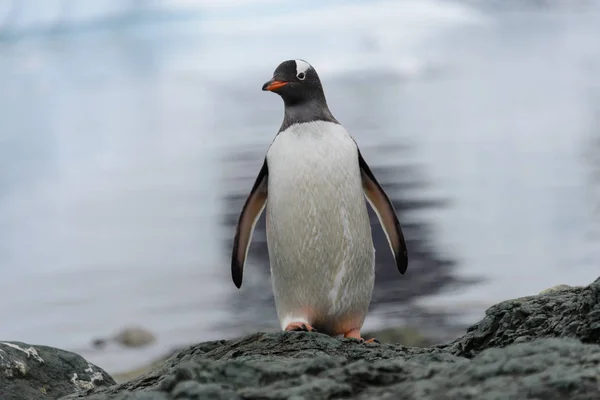 Gentoo Pingouin Sur Roche — Photo