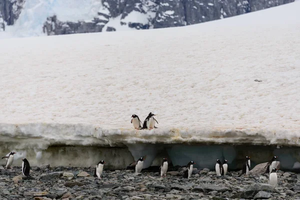 巴布亚企鹅在海滩上 — 图库照片
