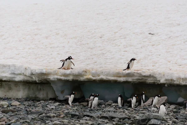 Pinguini Gentoo Sulla Spiaggia — Foto Stock