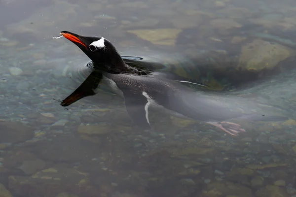 Gentoo Pingouin Nageant Sous Eau — Photo