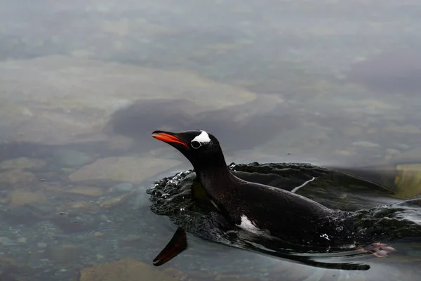 Gentoo Pingouin Nageant Sous Eau — Photo
