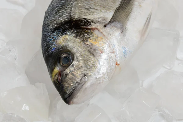 Frischer Dorada Fisch Auf Dem Eis — Stockfoto