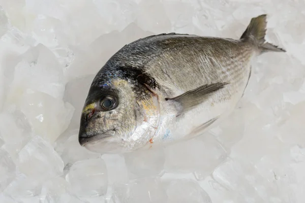 Pesce Dorada Fresco Sul Ghiaccio — Foto Stock