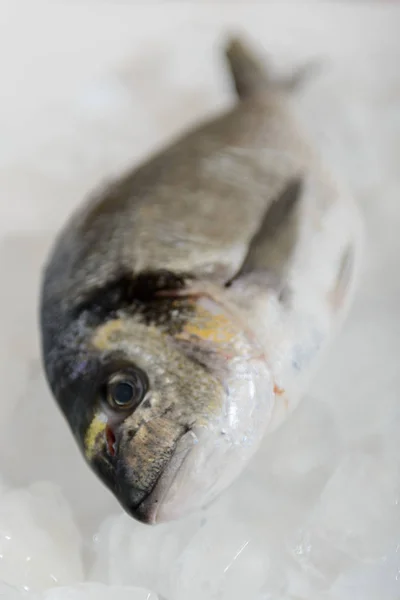 Свіжа Риба Дорада Льоду — стокове фото
