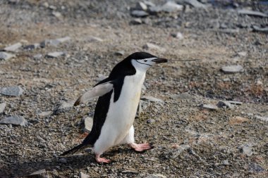Miğfer penguen gagası dal ile