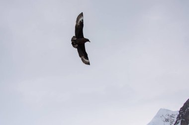 Antarktika scua denizin üzerinde uçan