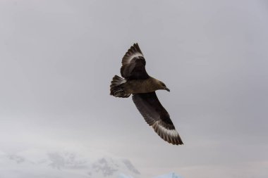 Antarktika scua denizin üzerinde uçan