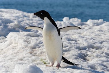 Adelie penguen karda