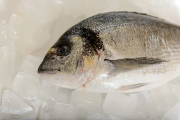 冰上新鲜的大田鱼 — 图库照片
