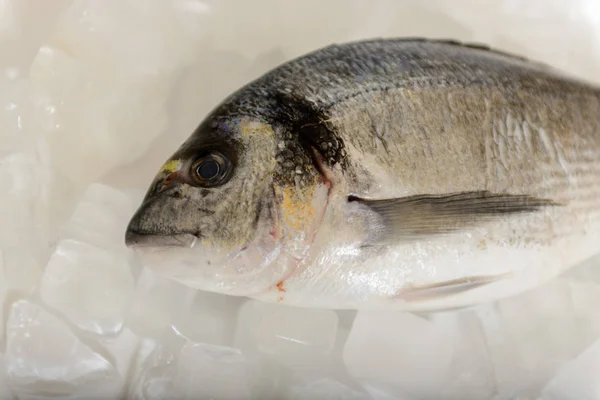 Verse Dorada Vissen Het Ijs — Stockfoto