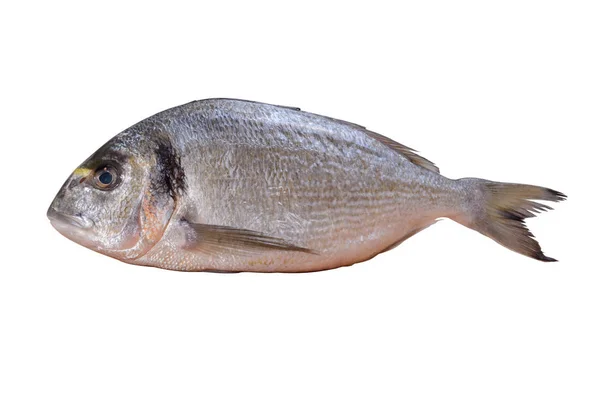 Pesce Dorada Fresco Isolato Sfondo Bianco — Foto Stock