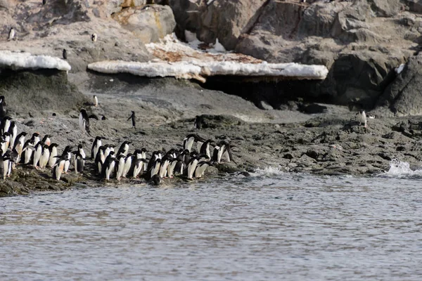 Pingüinos Adelie Playa —  Fotos de Stock