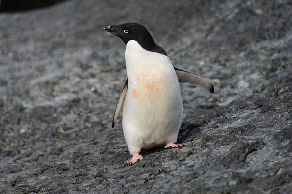 岩の上のアデリー ペンギン — ストック写真