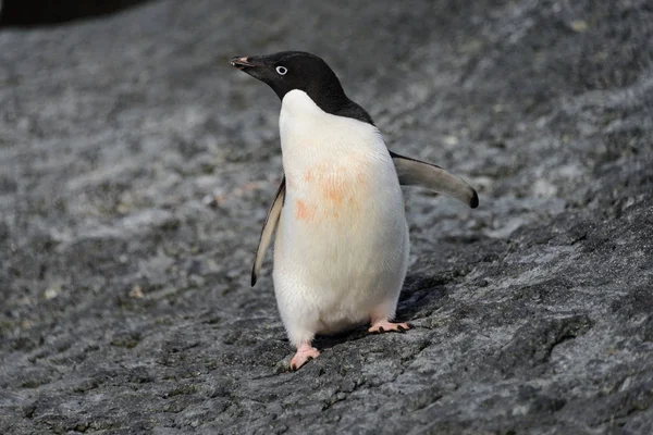 Pinguim Adelie Sobre Rocha — Fotografia de Stock