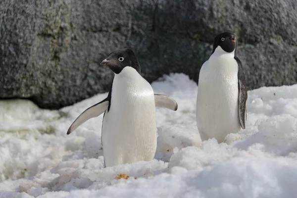 Два Пінгвіни Снігу — стокове фото