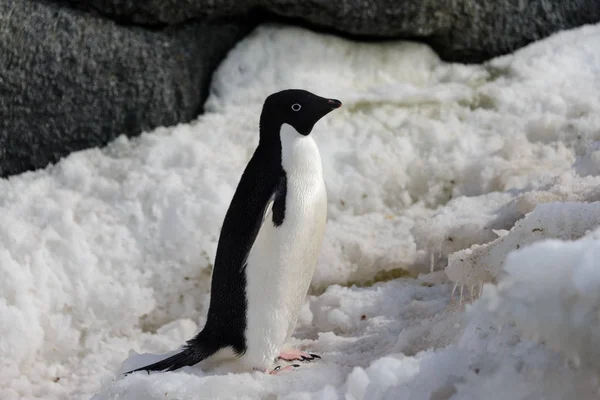 Adelie Pinguin Auf Schnee — Stockfoto