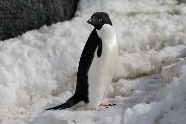 雪の上のアデリー ペンギン — ストック写真