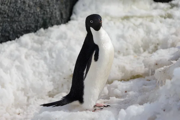 Pinguim Adelie Neve — Fotografia de Stock