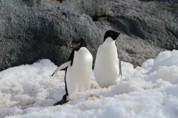 Dos Pingüinos Adelie Nieve —  Fotos de Stock