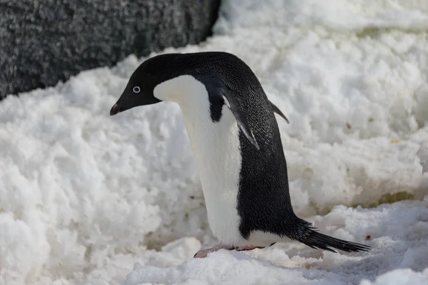 雪の上のアデリー ペンギン — ストック写真
