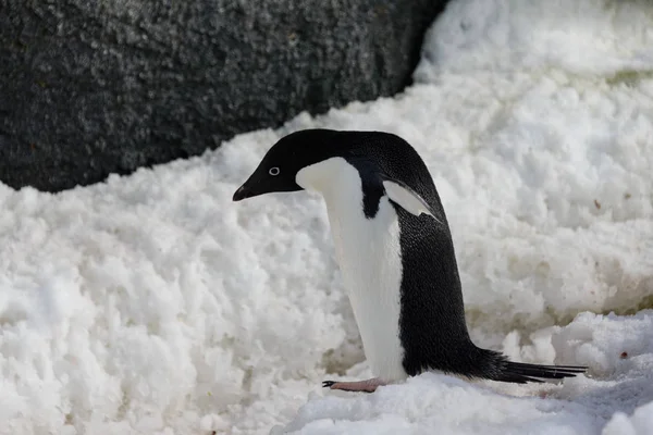 Πιγκουίνος Adelie Στο Χιόνι — Φωτογραφία Αρχείου