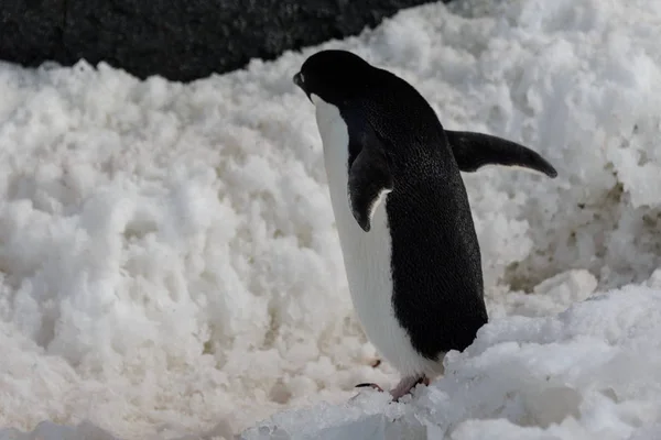 Pinguim Adelie Neve — Fotografia de Stock