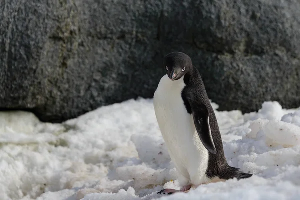 Pinguim Adelie Neve — Fotografia de Stock