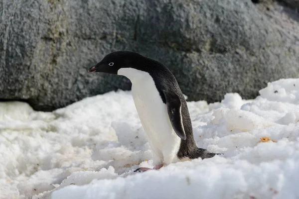 Pinguim Adelie Neve — Fotografia de Stock