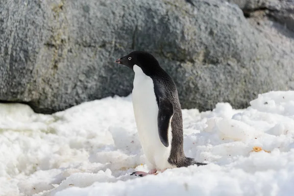 Adelie Pingwina Śniegu — Zdjęcie stockowe