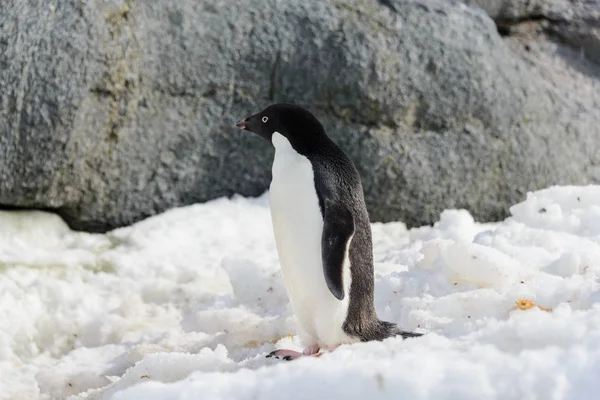 雪の上のアデリー ペンギン — ストック写真