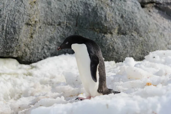 Pinguim Adelie Neve — Fotografia de Stock