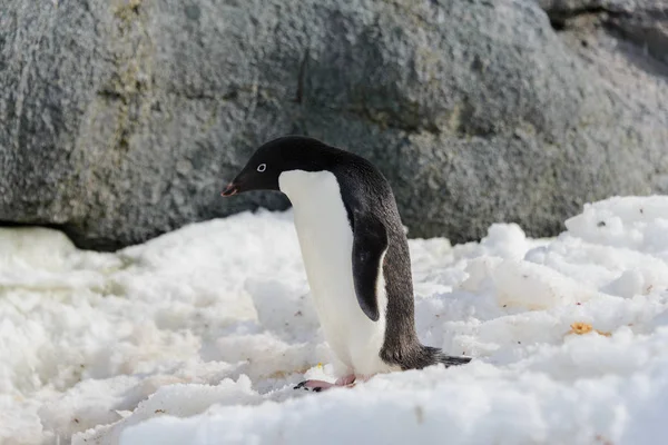 Adelie Pinguin Auf Schnee — Stockfoto