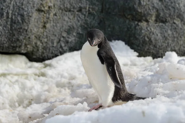 Pinguino Adelie Sulla Neve — Foto Stock