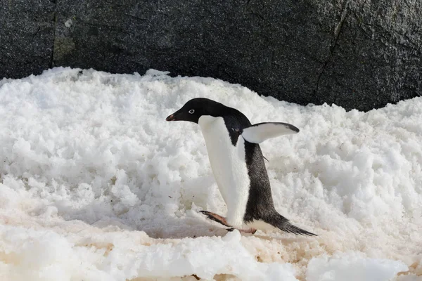 Pingüino Adelie Nieve —  Fotos de Stock